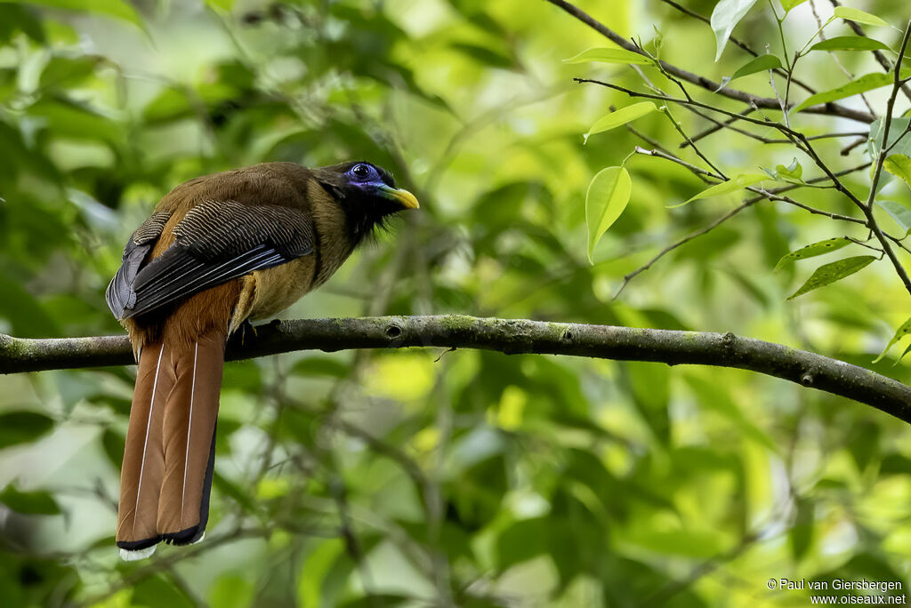 Trogon des Philippines femelle adulte