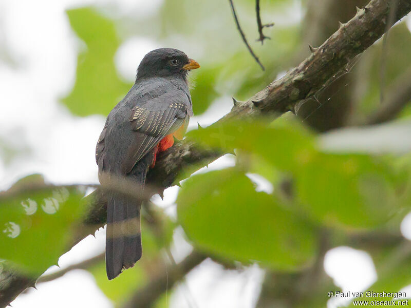 Ecuadorian Trogon