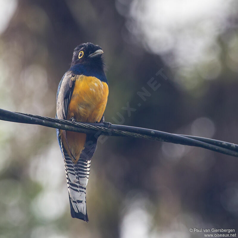 Trogon pattu
