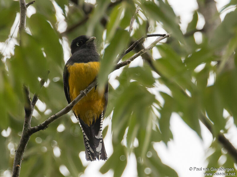 Trogon pattu