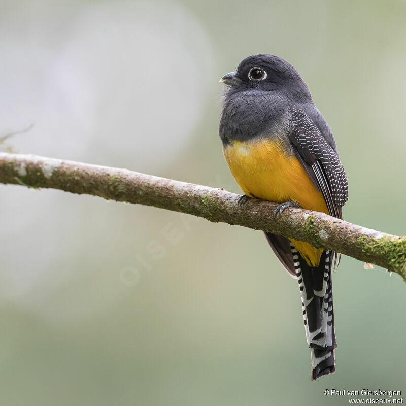 Trogon pattu