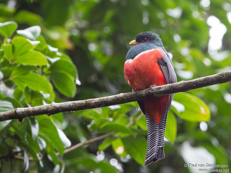 Collared Trogon male adult