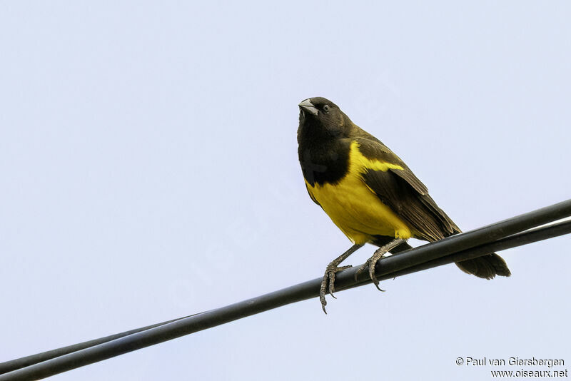 Yellow-rumped Marshbirdadult