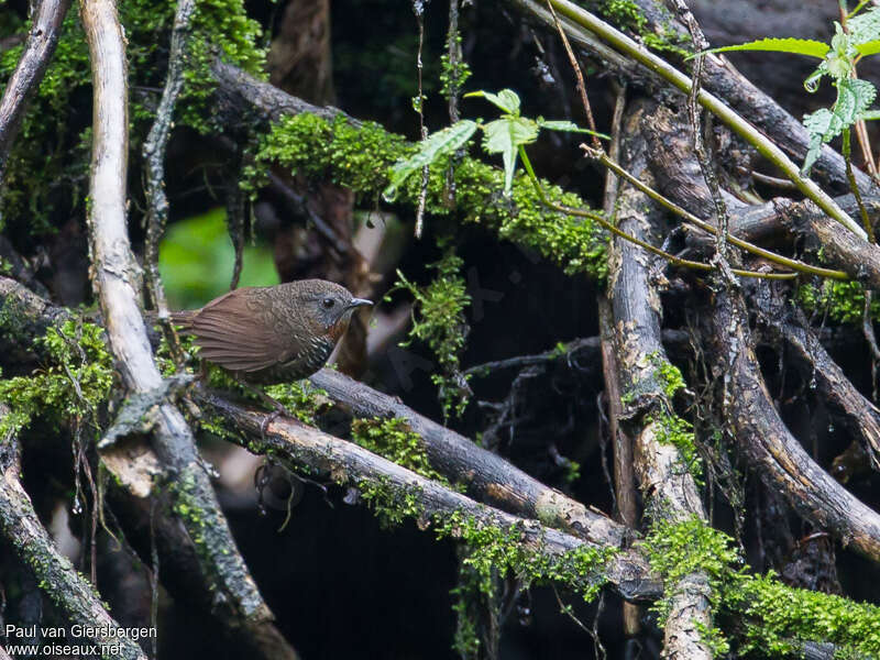 Turdinule des Mishmiadulte, habitat