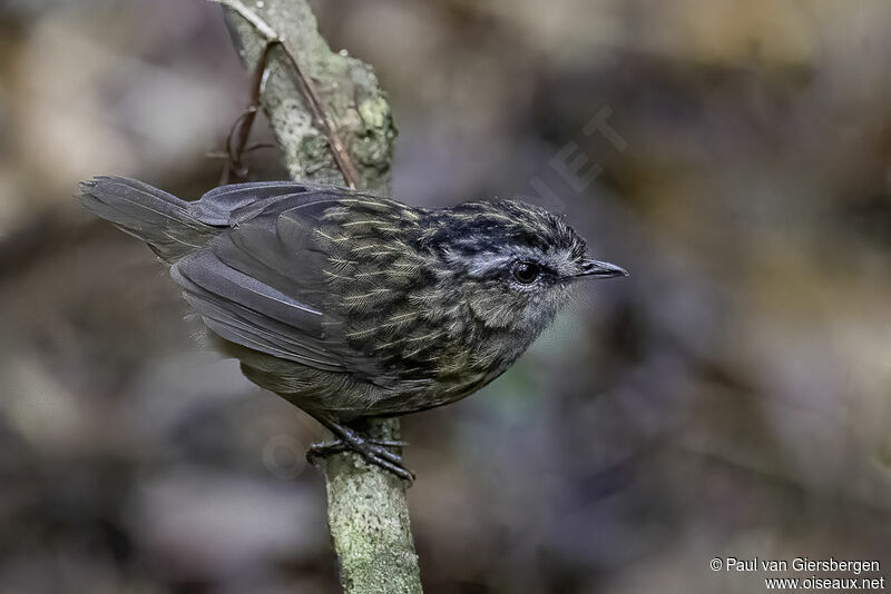 Mountain Wren-Babbleradult