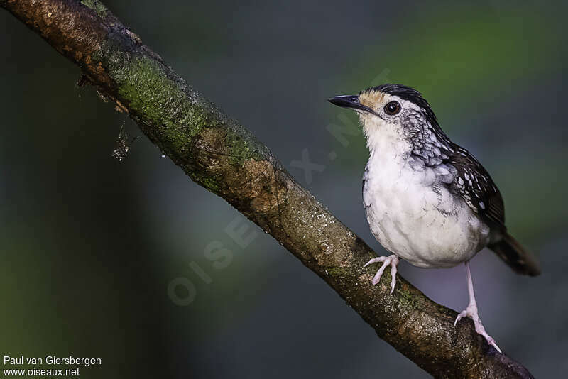 Striped Wren-Babbleradult