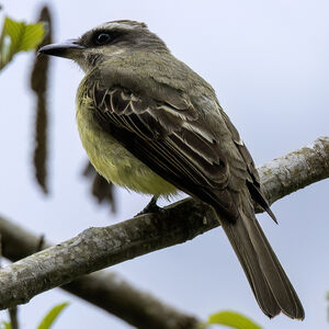 Tyran à casque d'or