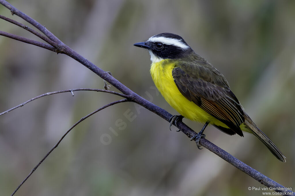 Rusty-margined Flycatcher