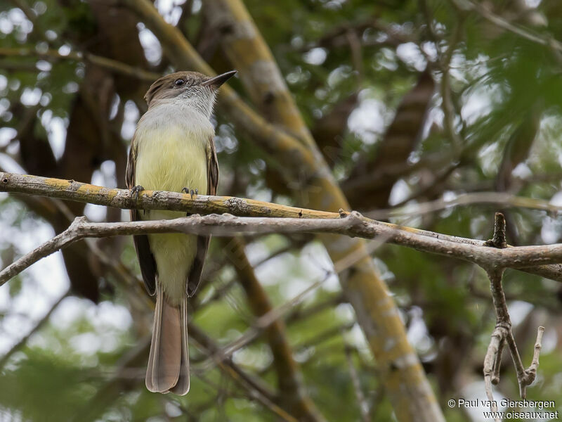 Nutting's Flycatcher