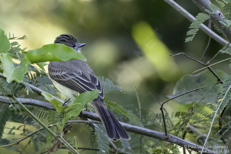 Swainson's Flycatcheradult