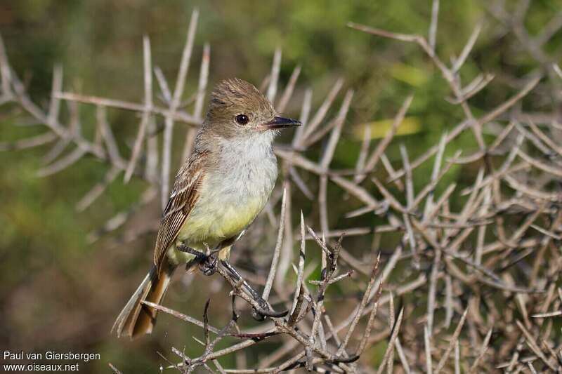 Tyran des Galapagosadulte, identification