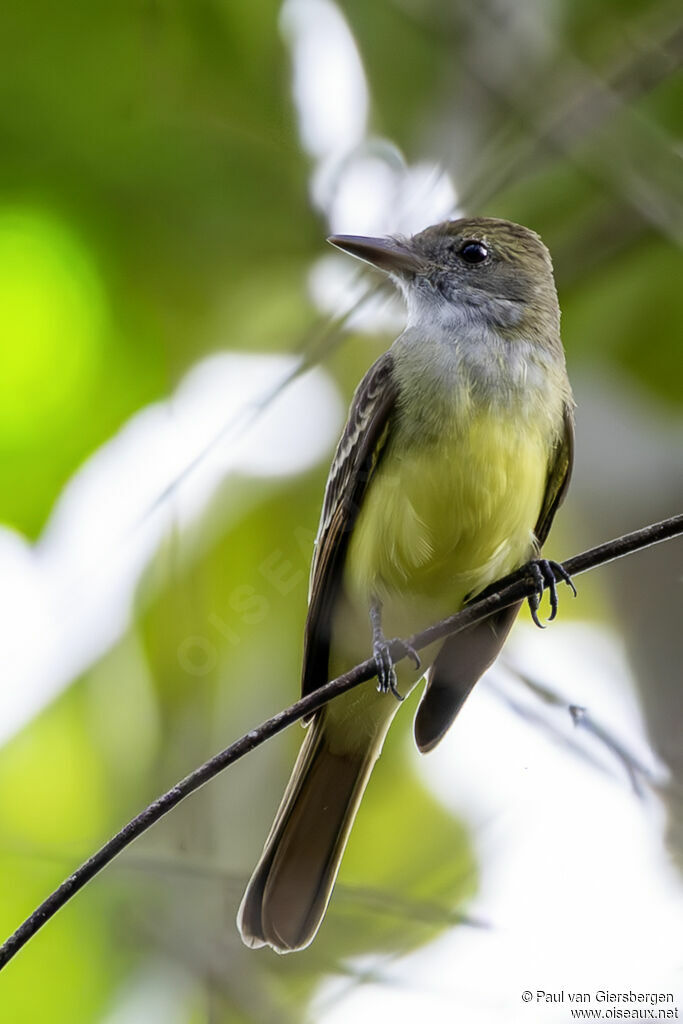 Great Crested Flycatcher