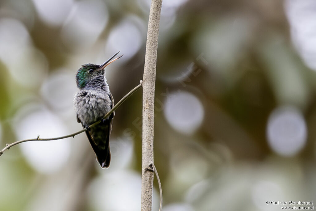 Great Crested Flycatcher