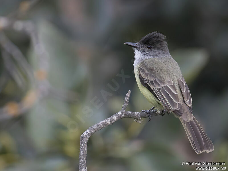 Dusky-capped Flycatcheradult