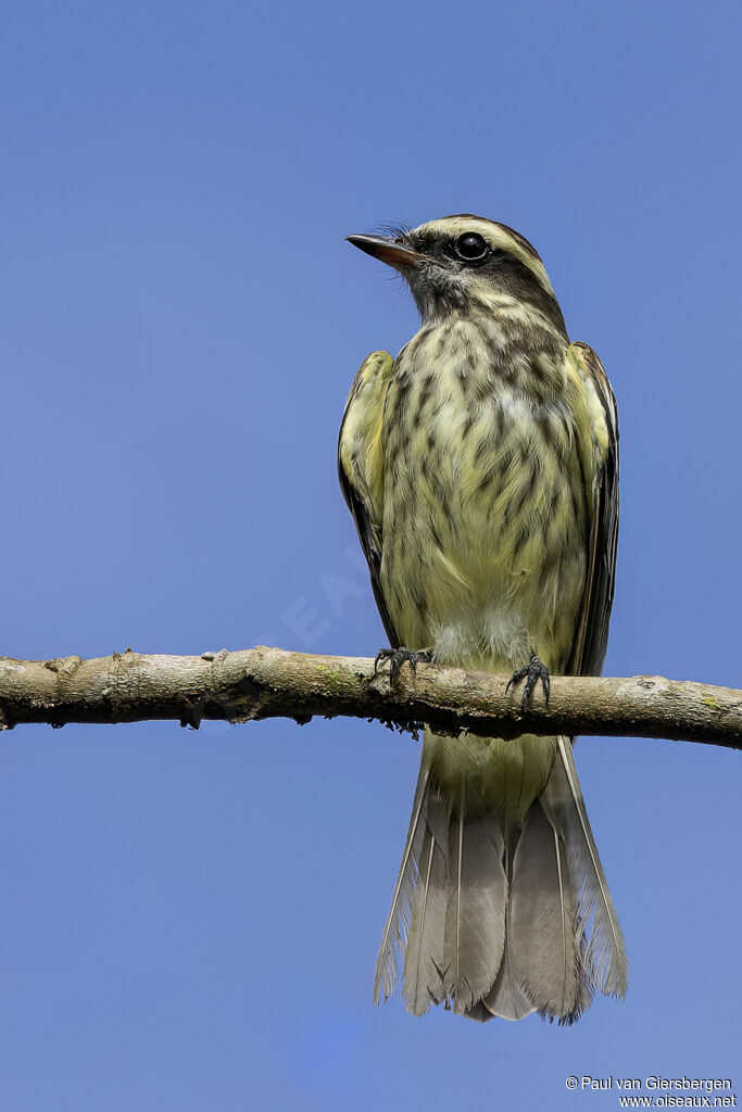 Variegated Flycatcheradult
