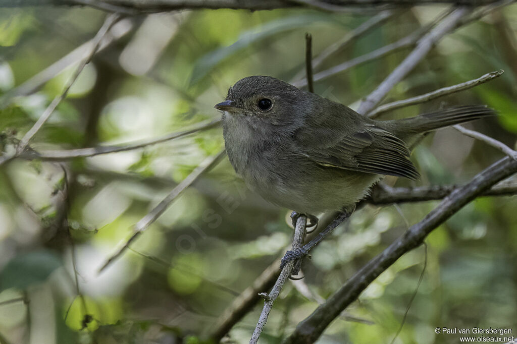 Fulvous-crowned Scrub Tyrant