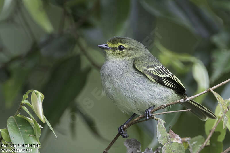 Golden-faced Tyrannuletadult, identification