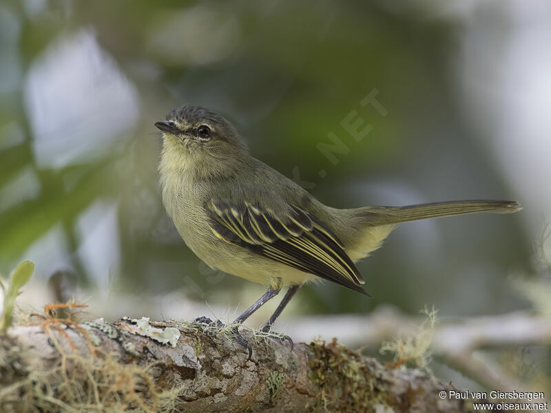 Peruvian Tyrannuletadult