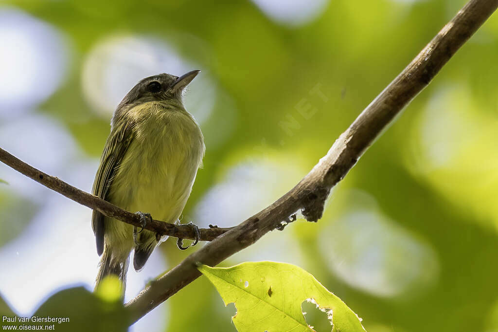 Olive-faced Flatbill