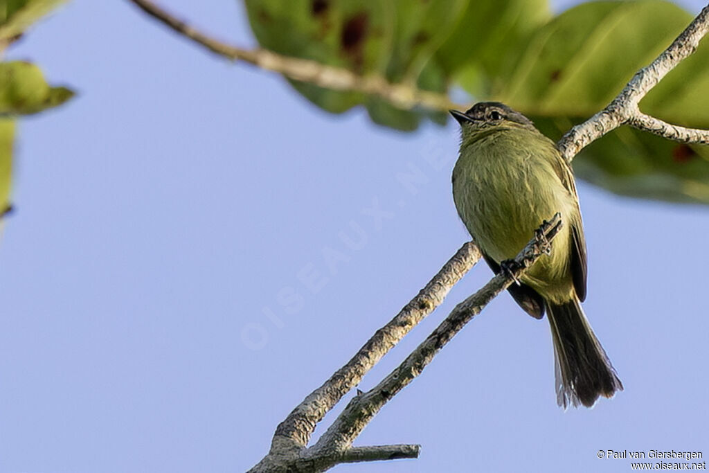 Slender-footed Tyrannuletadult