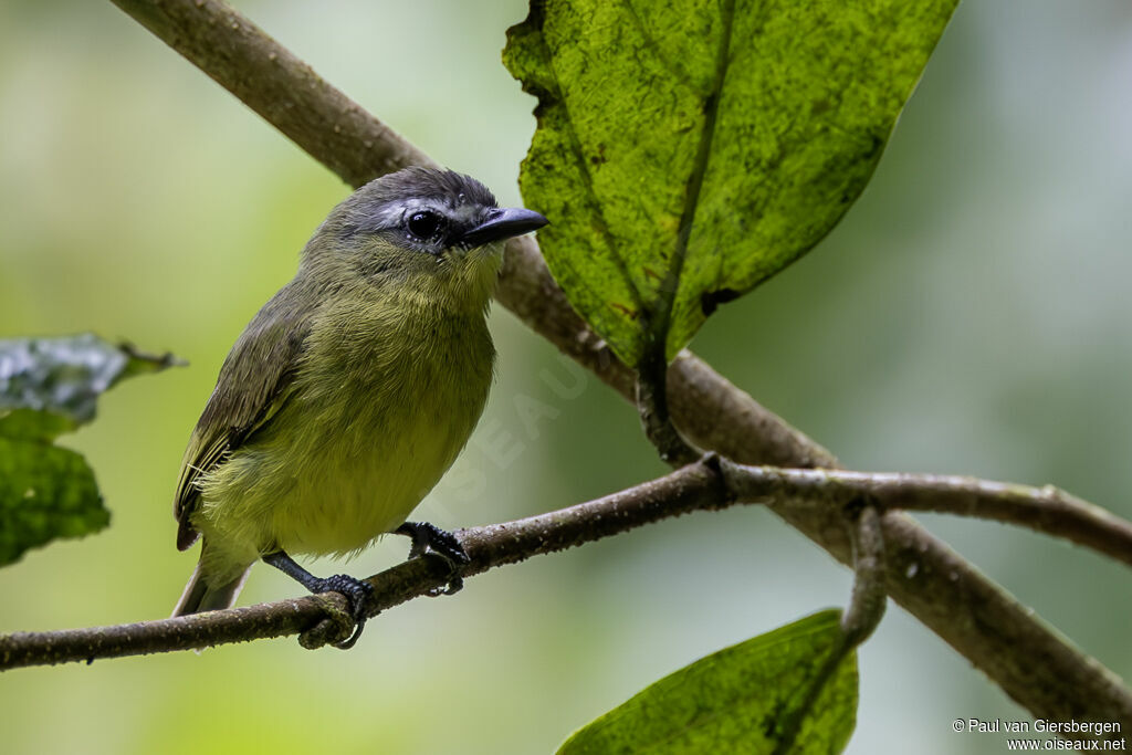 Tyranneau à tête bruneadulte