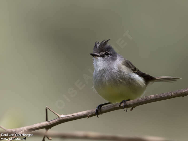 White-crested Tyrannuletadult, identification