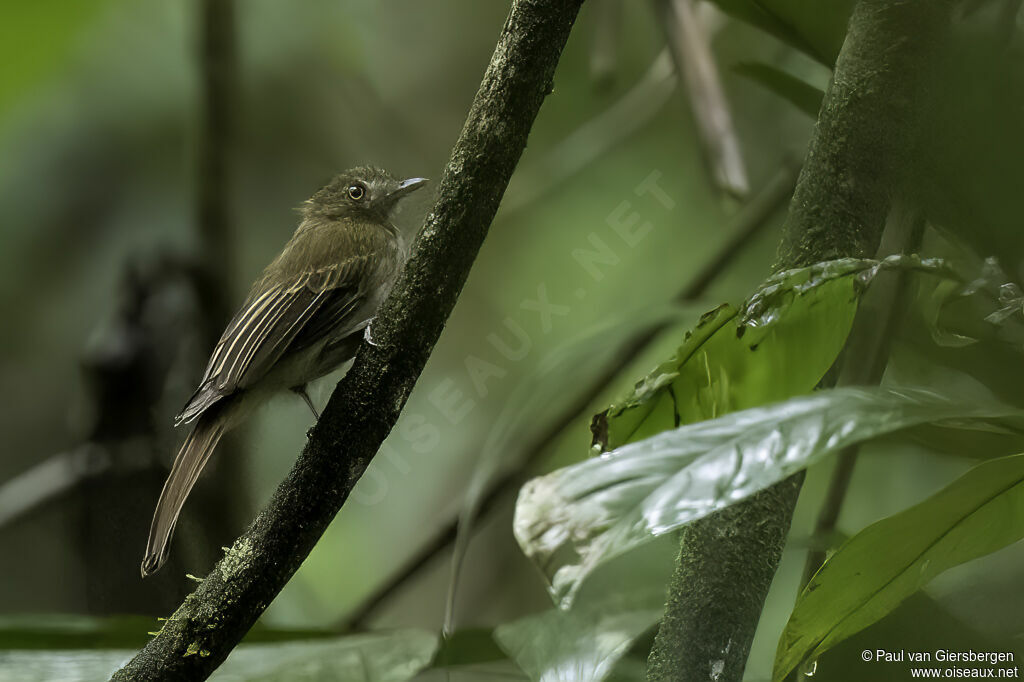 Brownish Twistwing