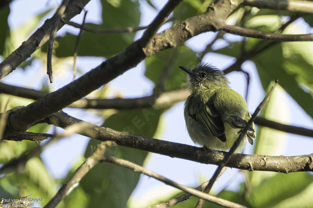 Orange-eyed Flatbill