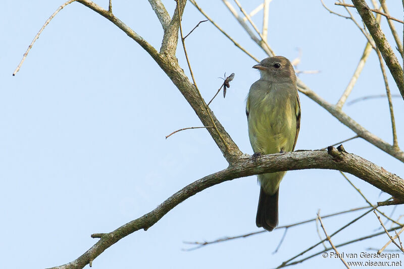 Northern Scrub Flycatcheradult