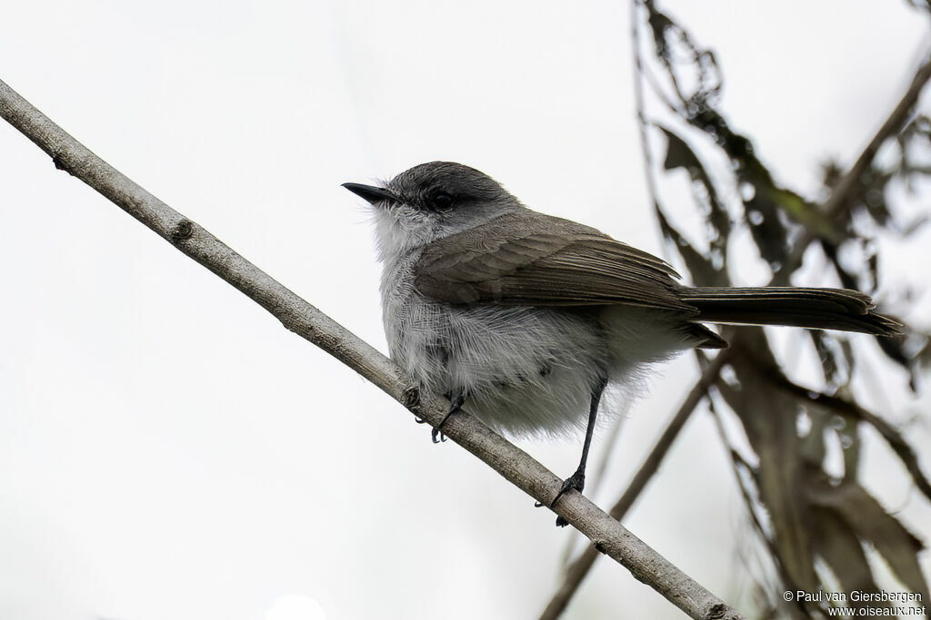 Tyranneau des rivièresadulte