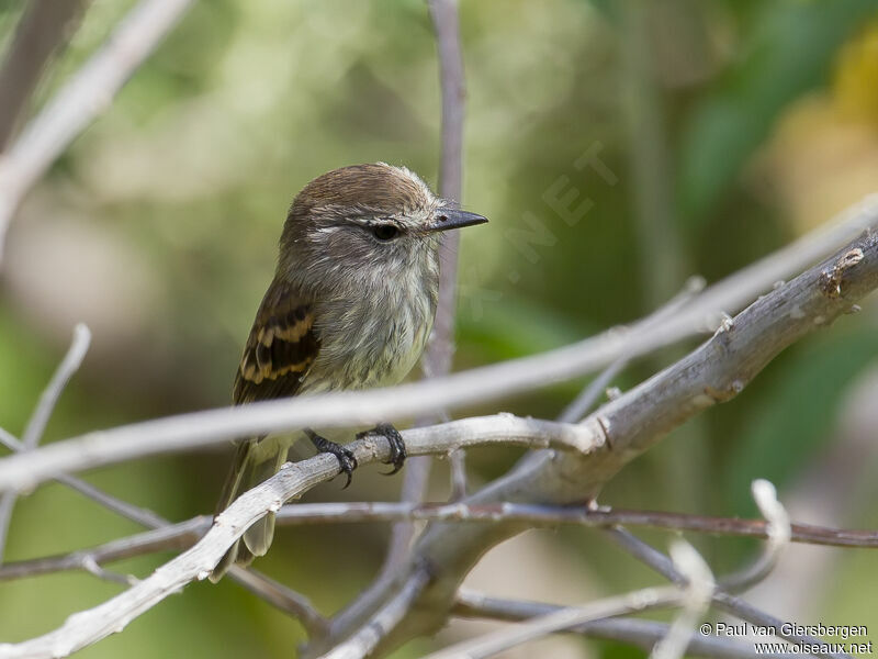 Maranon Tyrannulet