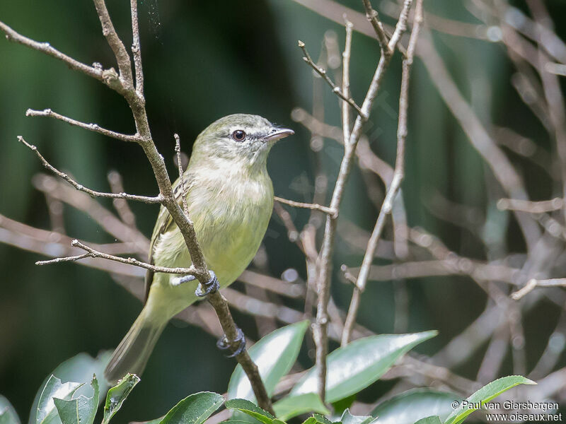 Planalto Tyrannulet