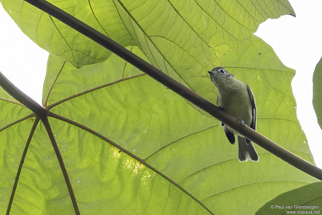 Tyranneau jaune-vert