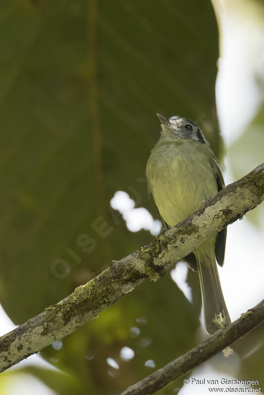 Marble-faced Bristle Tyrantadult