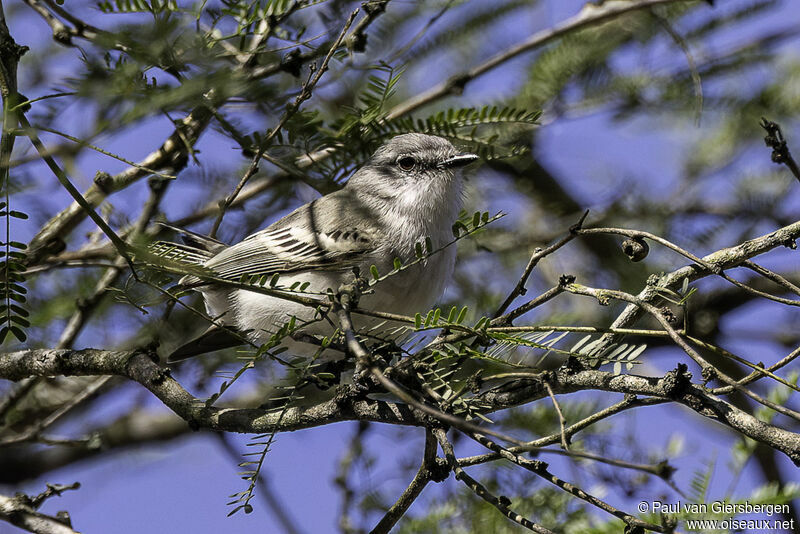 Suiriri Flycatcheradult