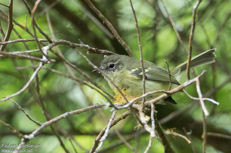 Mottle-cheeked Tyrannuletadult, habitat, pigmentation