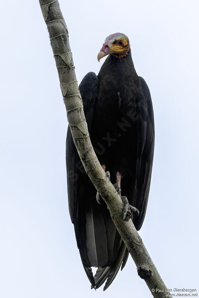 Lesser Yellow-headed Vultureadult