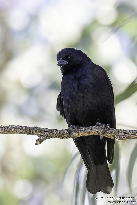 Screaming Cowbird male adult