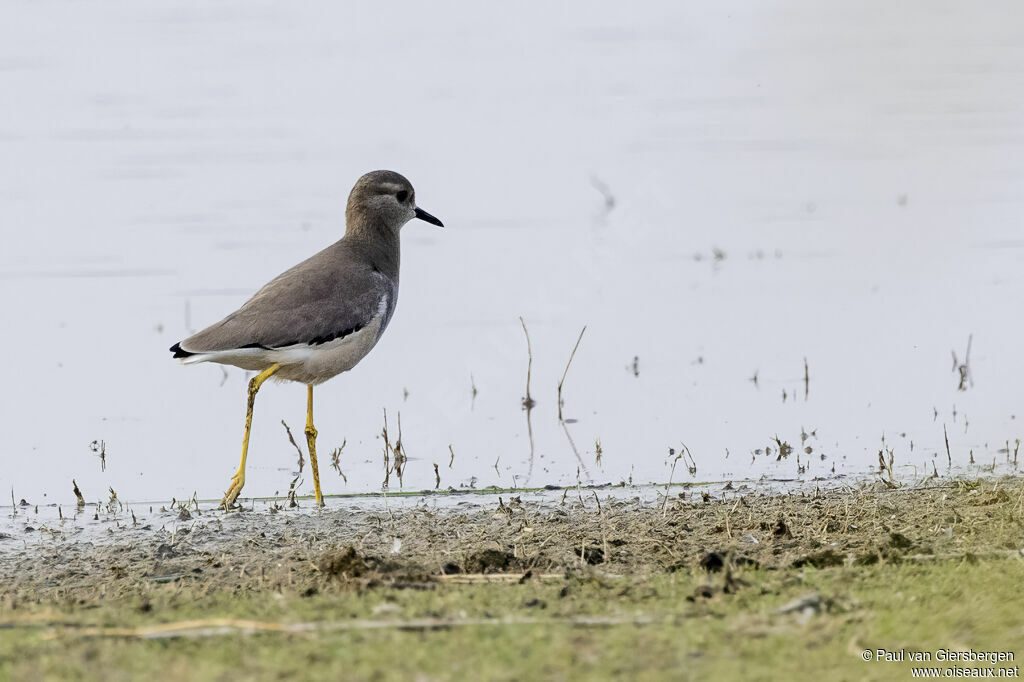 White-tailed Lapwing