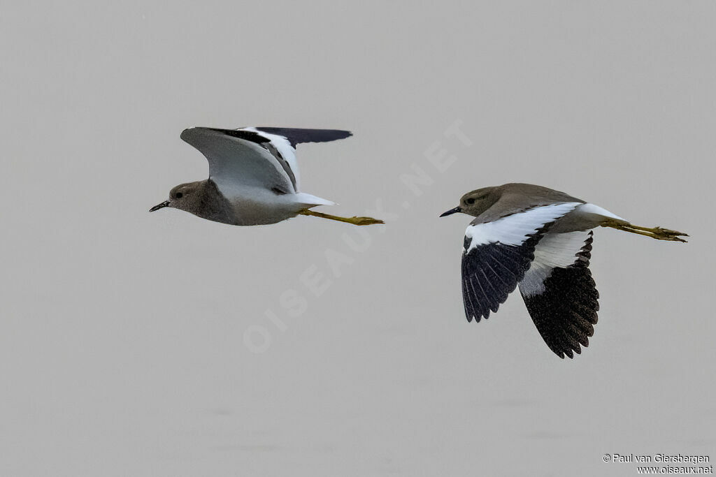 White-tailed Lapwing