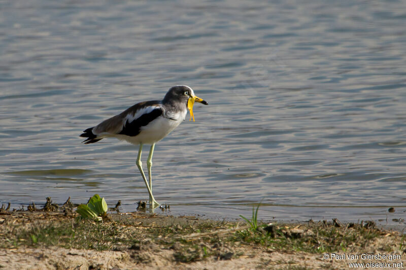 White-crowned Lapwing