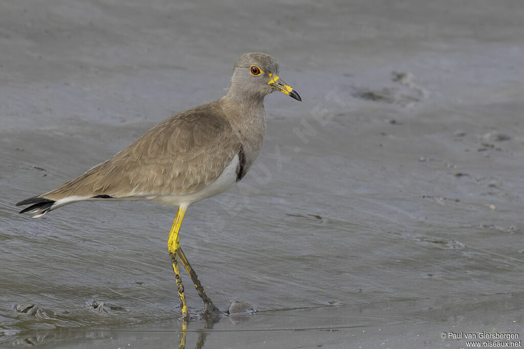 Grey-headed Lapwingadult