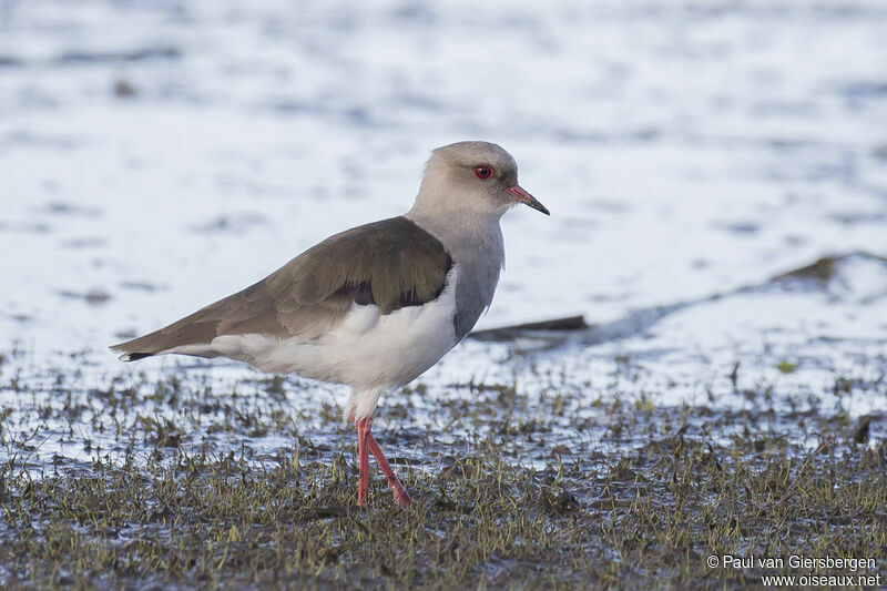 Andean Lapwingadult