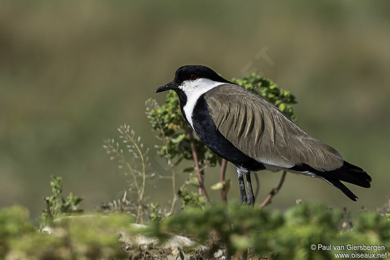 Spur-winged Lapwingadult