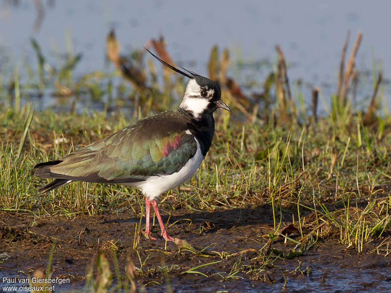 Northern Lapwing male adult breeding, identification