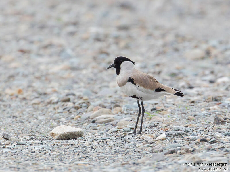 River Lapwing