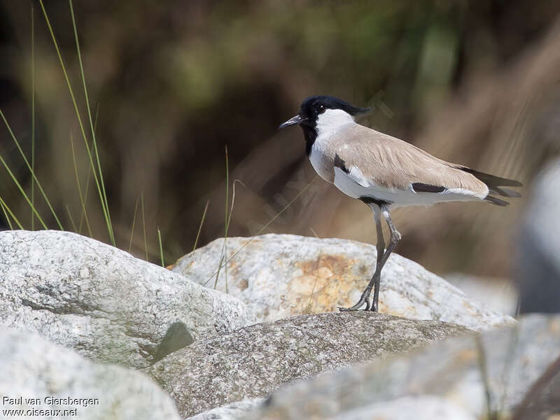 River Lapwingadult, identification