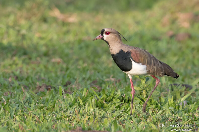 Southern Lapwingadult