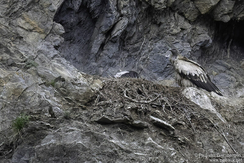 Himalayan Vultureadult