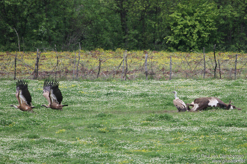 Vautour fauve